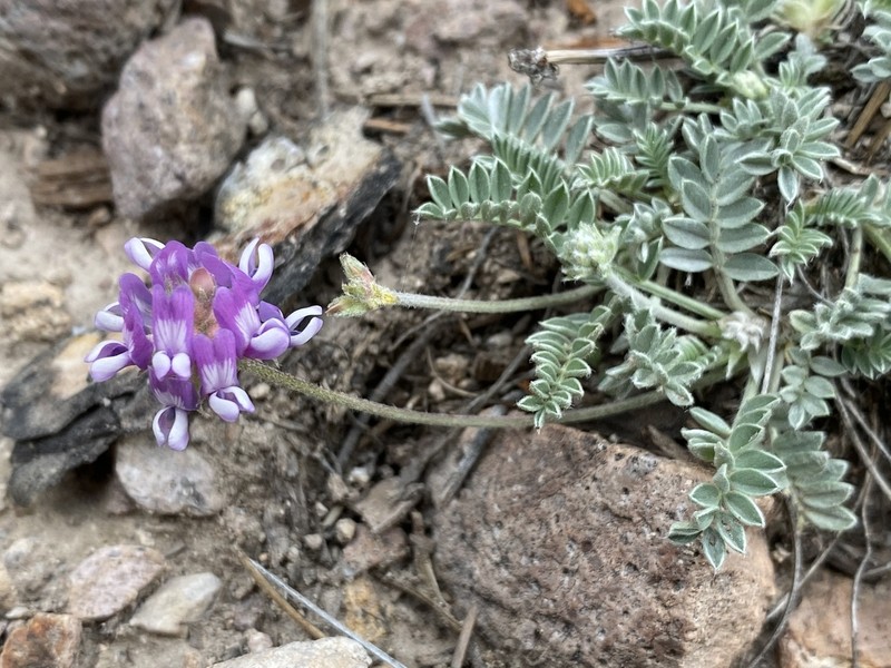 Gila Milkvetch photo 3