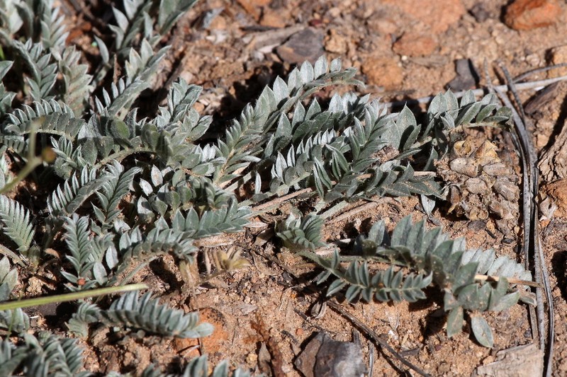 Gila Milkvetch photo 4