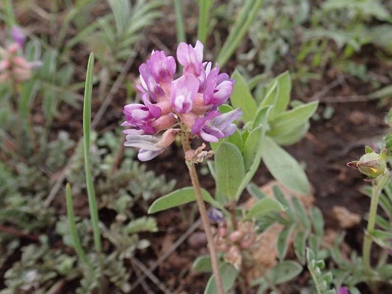 Gila Milkvetch photo 5