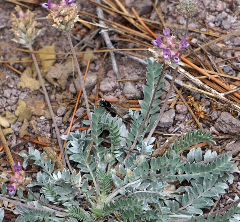 Gila Milkvetch photo 6
