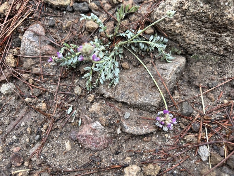Gila Milkvetch photo 7