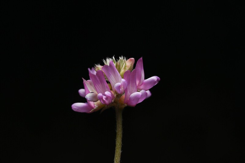 Gila Milkvetch photo 8