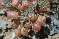 Gilman's Milkvetch
