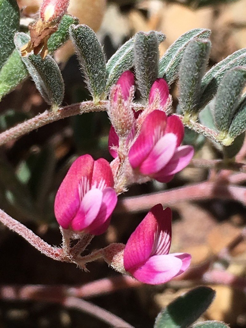 Gilman's Milkvetch photo 3