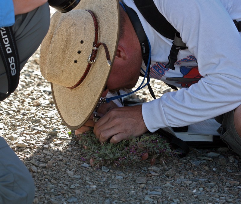 Gilman's Milkvetch photo 4
