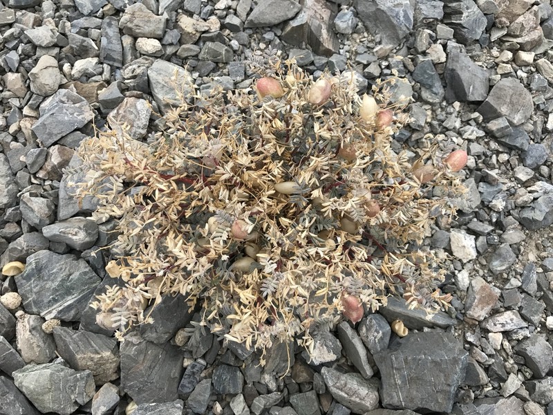 Gilman's Milkvetch photo 5