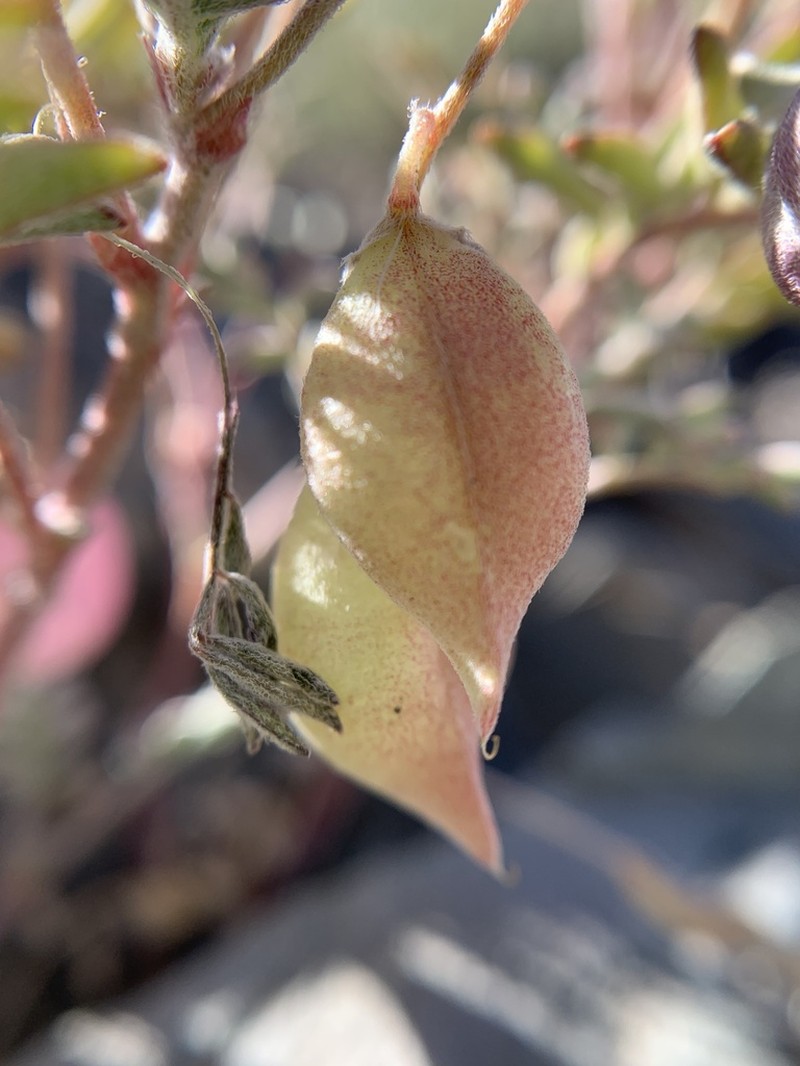 Gilman's Milkvetch photo 6