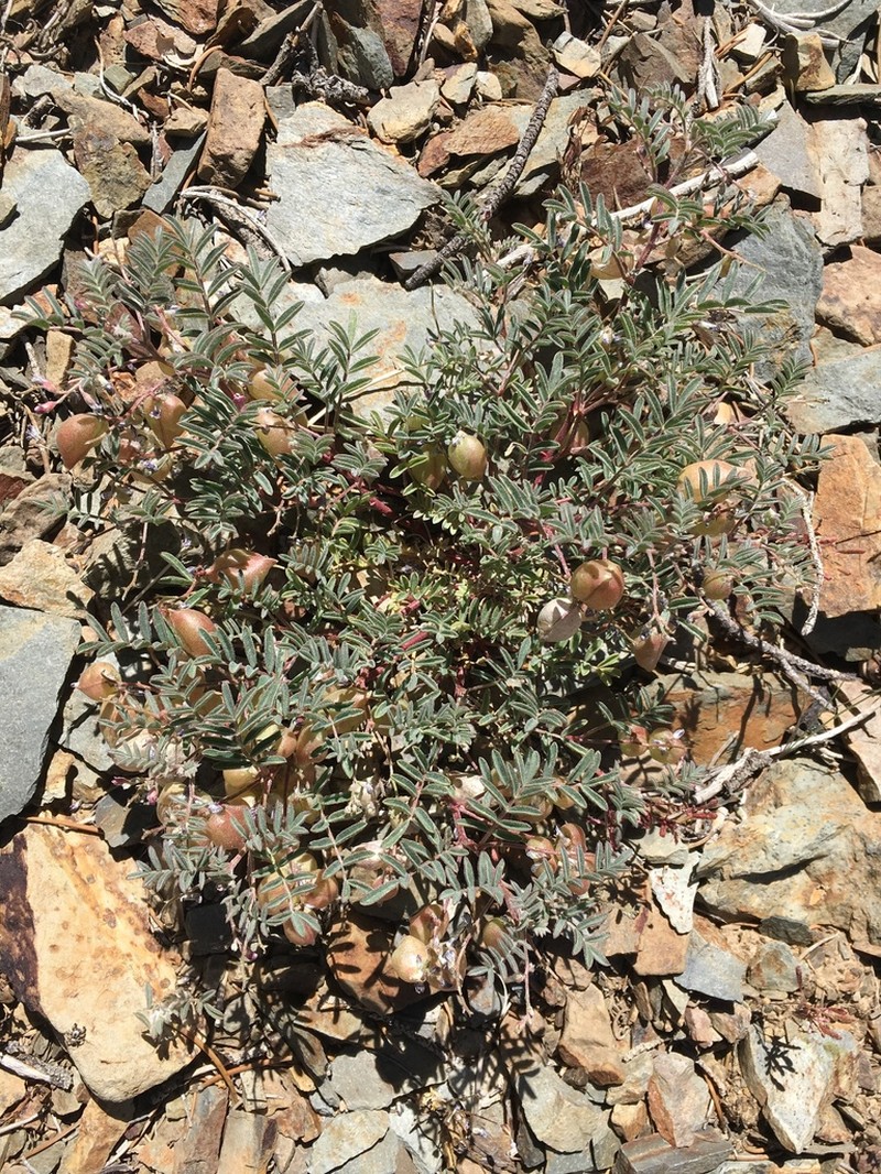 Gilman's Milkvetch photo 7