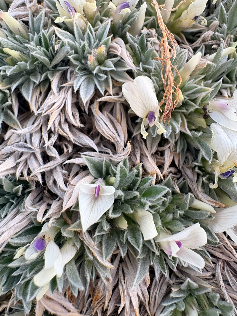 Plains Milkvetch