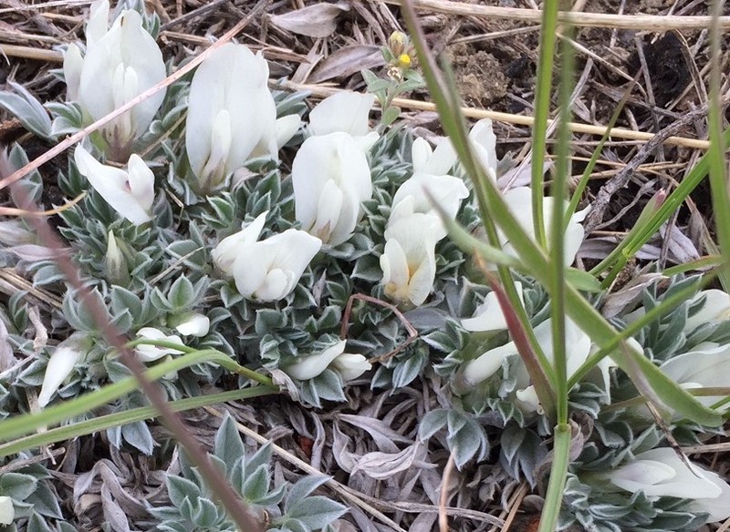 Plains Milkvetch photo 2