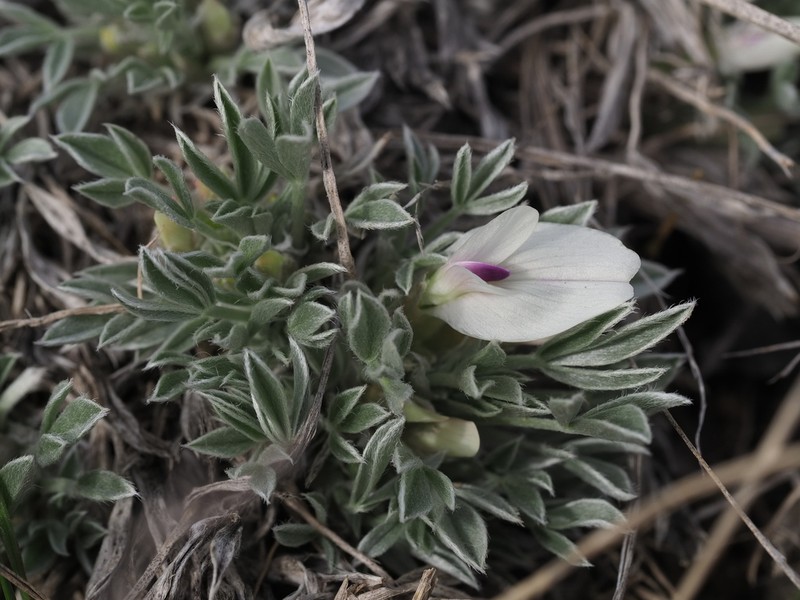Plains Milkvetch photo 3