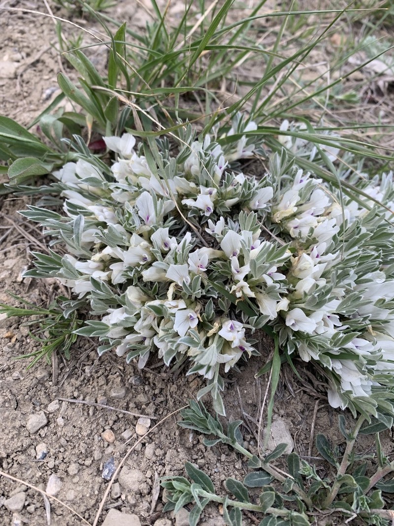 Plains Milkvetch photo 4