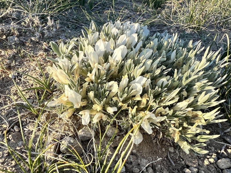 Plains Milkvetch photo 5