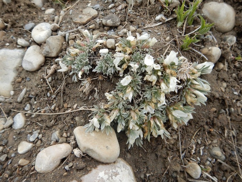 Plains Milkvetch photo 6