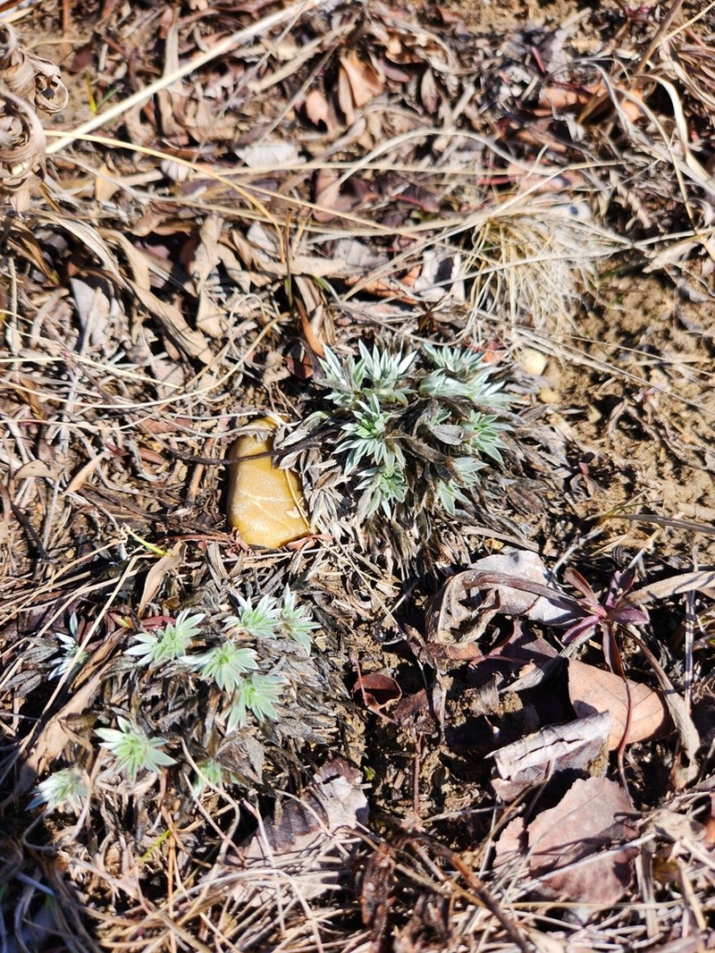 Plains Milkvetch photo 7