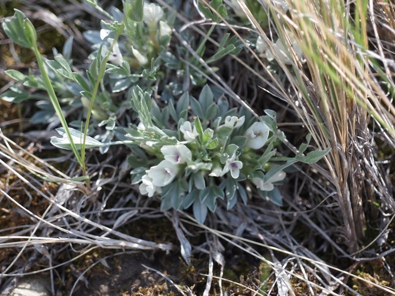 Plains Milkvetch photo 8
