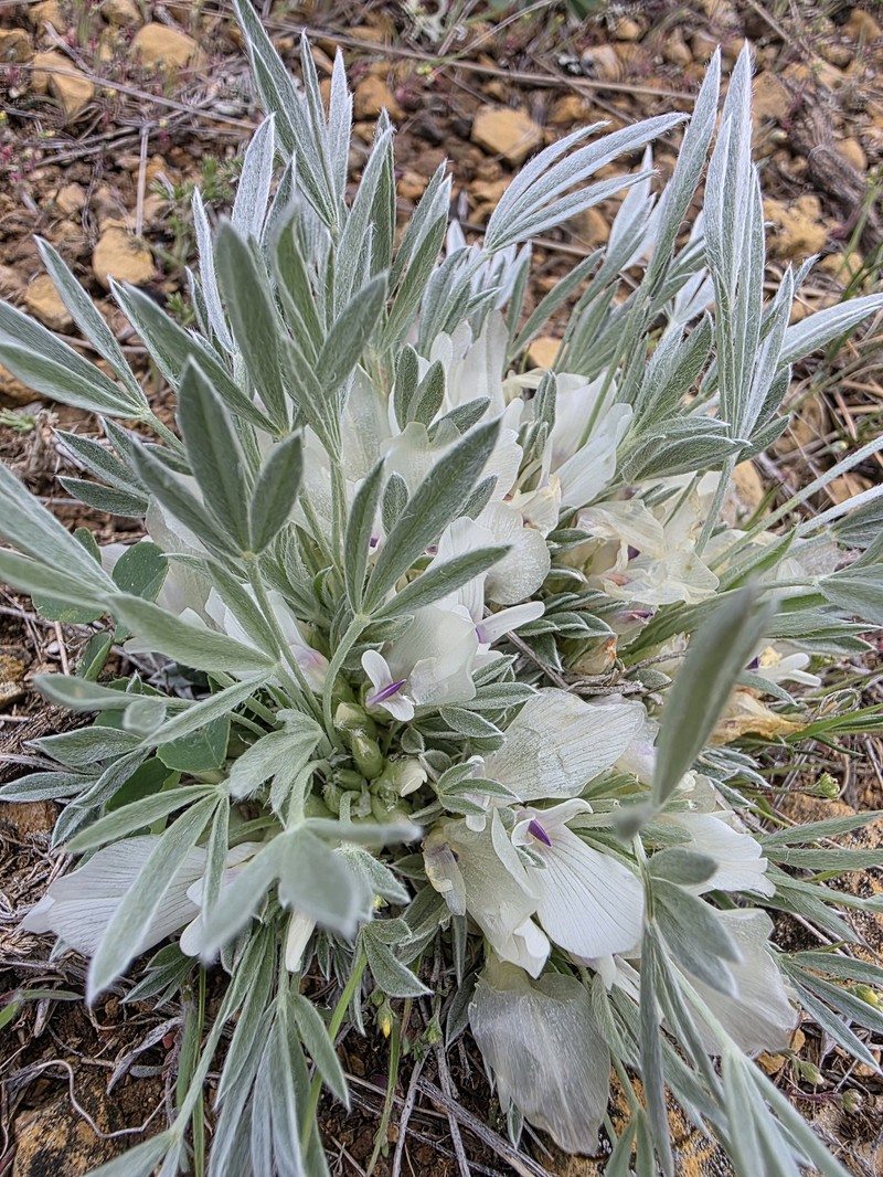 Astragalus gilviflorus var. gilviflorus