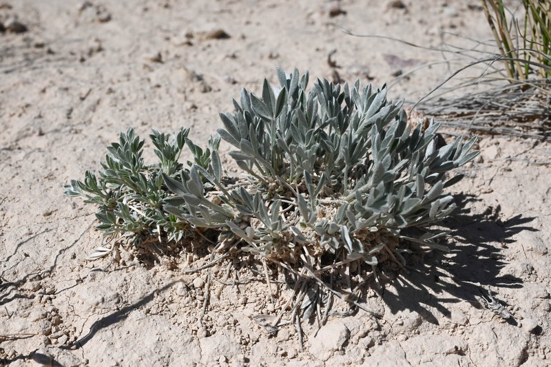 Astragalus gilviflorus var. gilviflorus photo 4