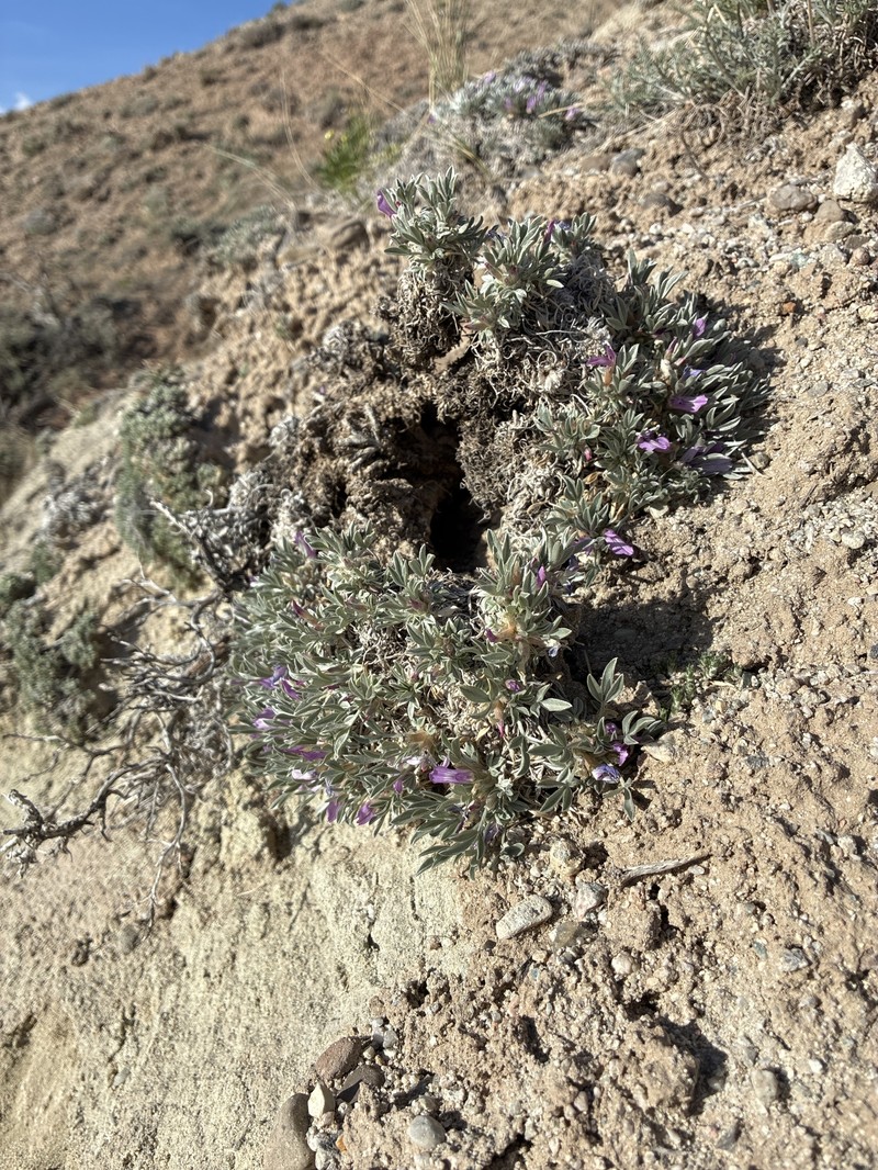 Astragalus gilviflorus var. purpureus