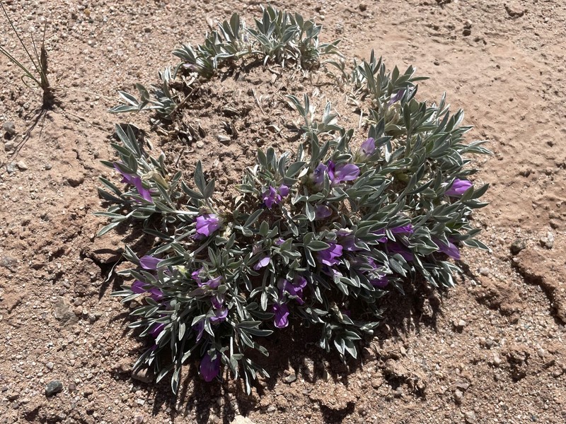 Astragalus gilviflorus var. purpureus photo 2