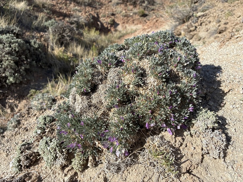 Astragalus gilviflorus var. purpureus photo 3