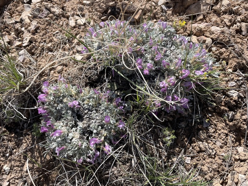 Astragalus gilviflorus var. purpureus photo 4