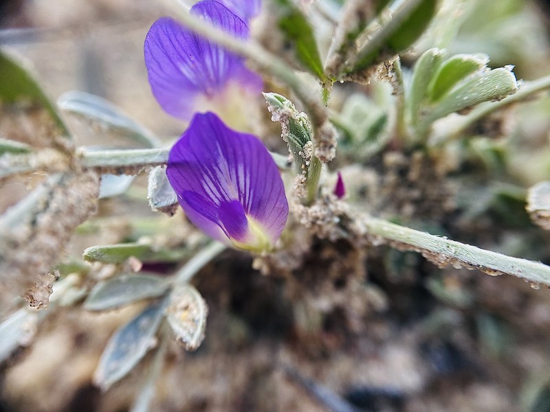 Astragalus gilviflorus var. purpureus