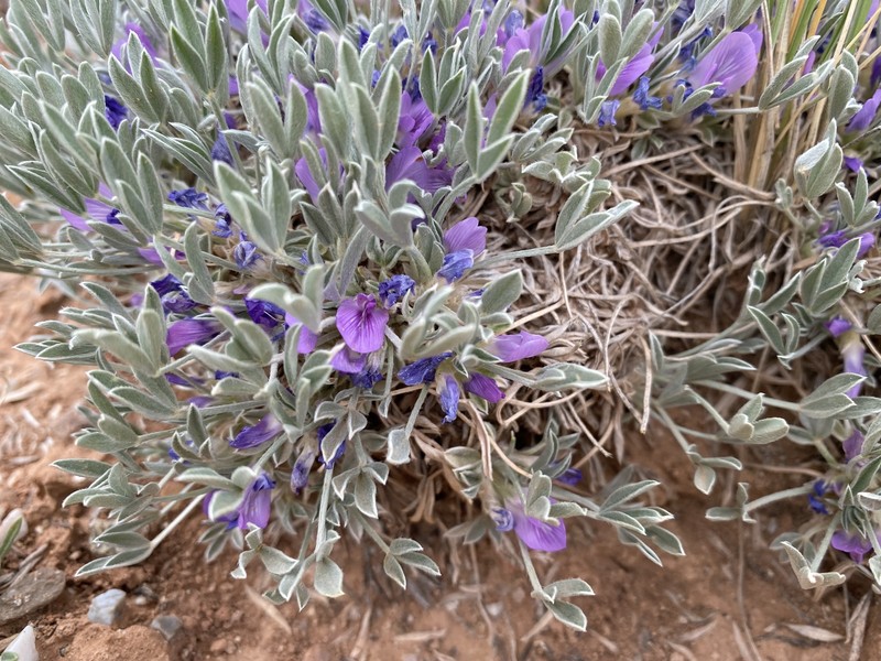 Astragalus gilviflorus var. purpureus photo 2