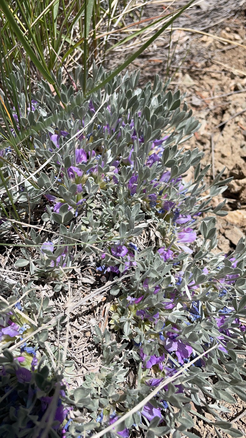 Astragalus gilviflorus var. purpureus photo 3
