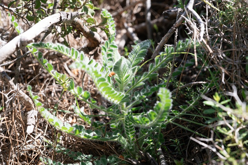 Astragalus gilvus
