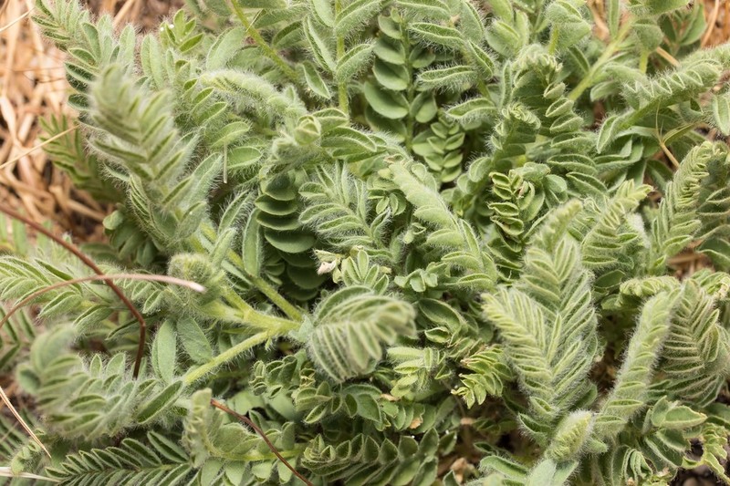 Astragalus gilvus photo 2