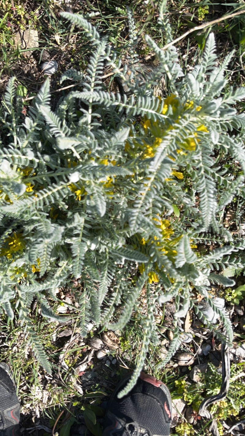 Astragalus gilvus photo 3