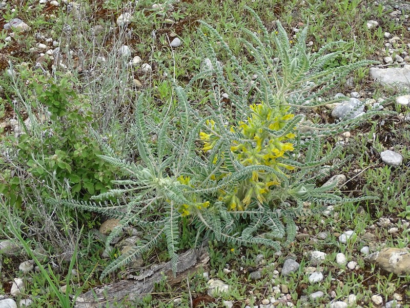 Astragalus gilvus photo 4