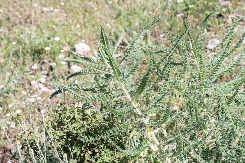 Astragalus gilvus photo 5