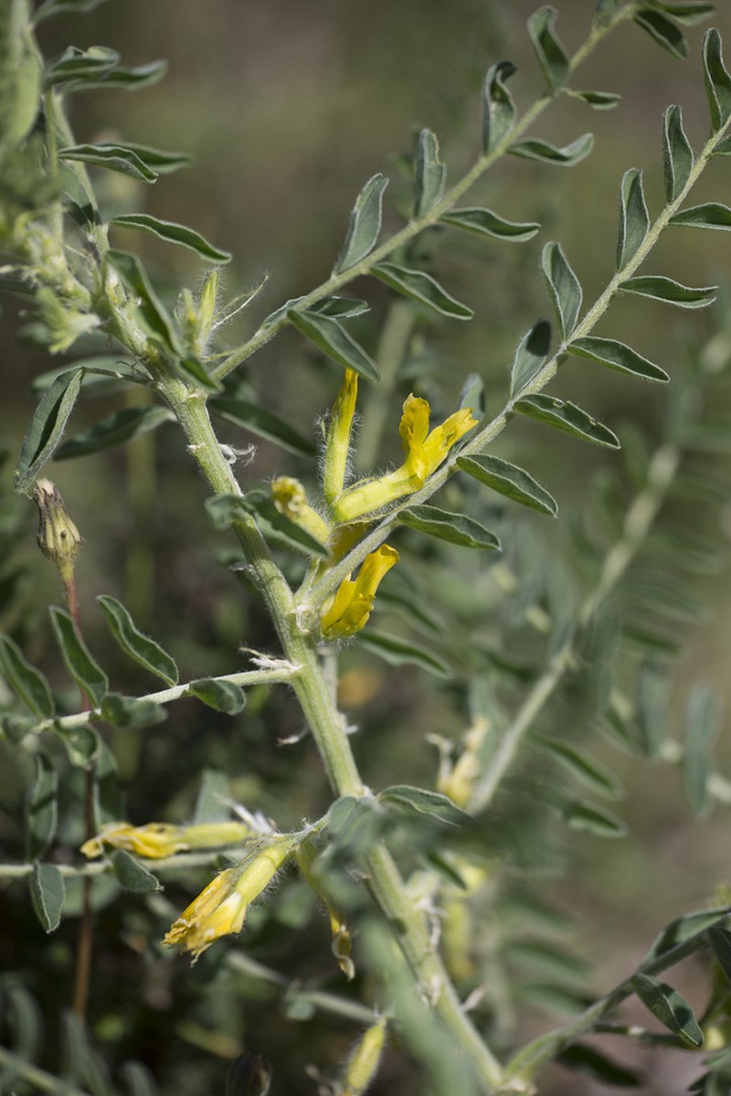 Astragalus gilvus photo 6