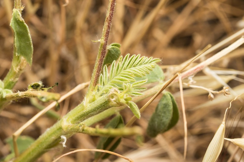 Astragalus gilvus photo 7