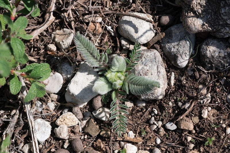 Astragalus gilvus photo 8