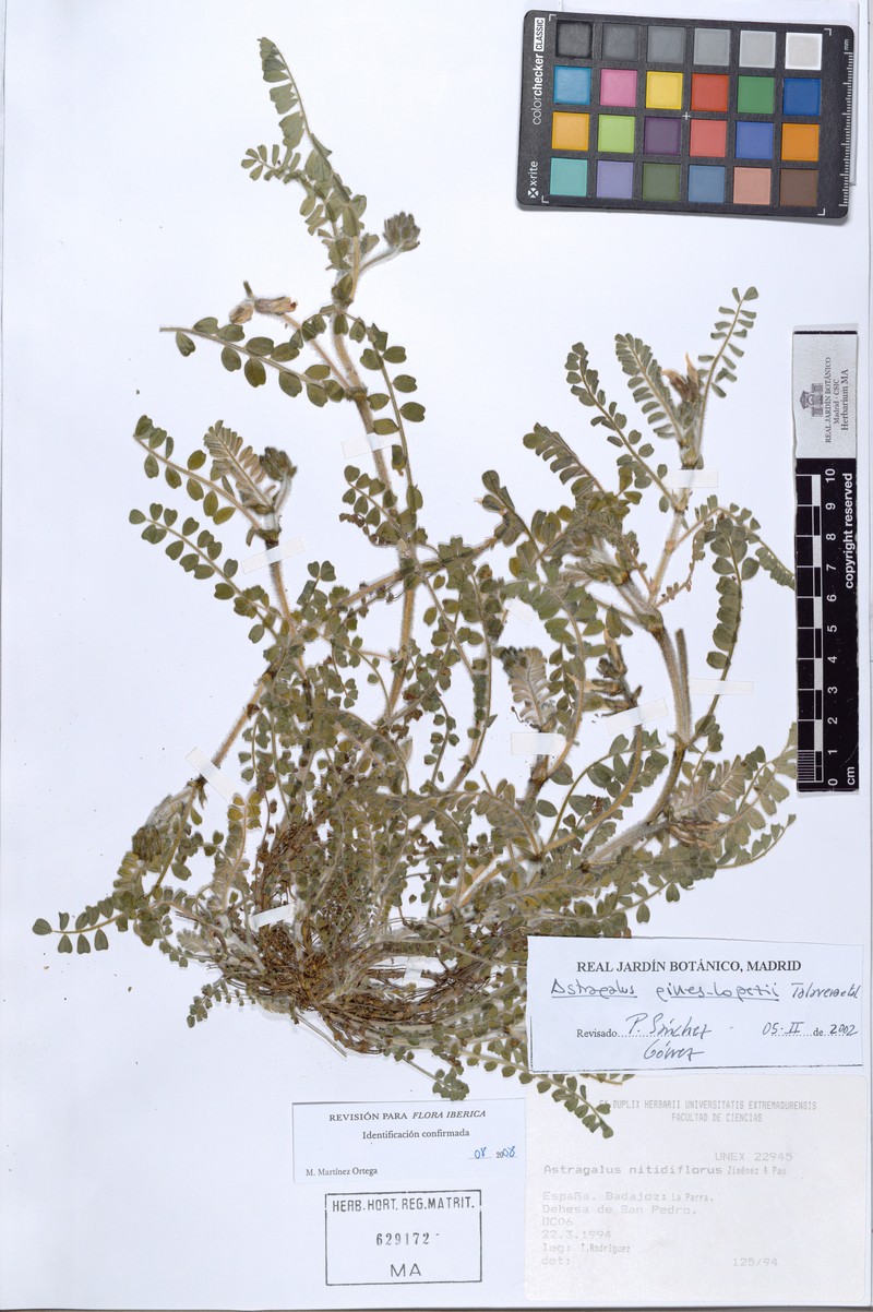 Astragalus gines-lopezii
