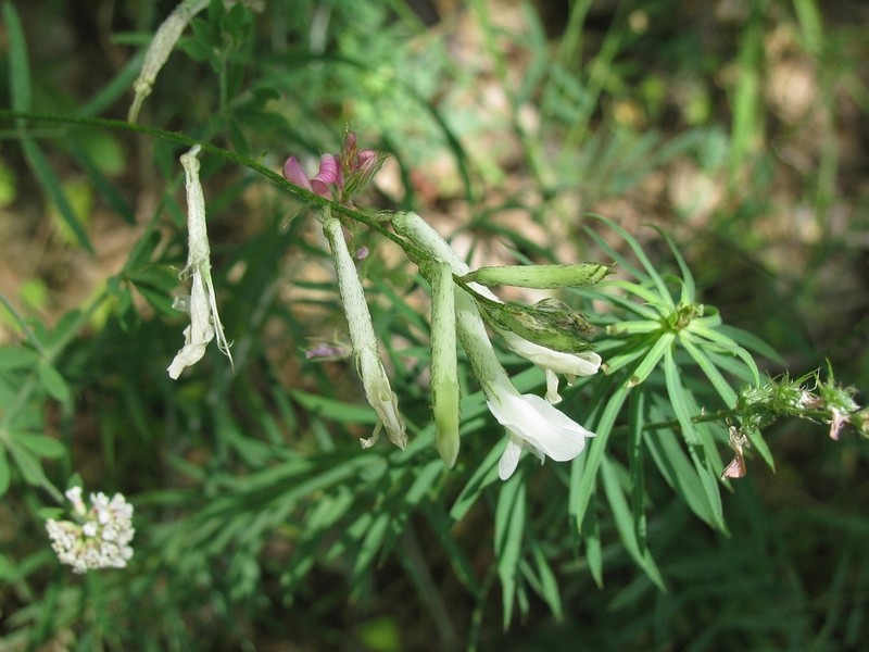 Astragalus gladiatus
