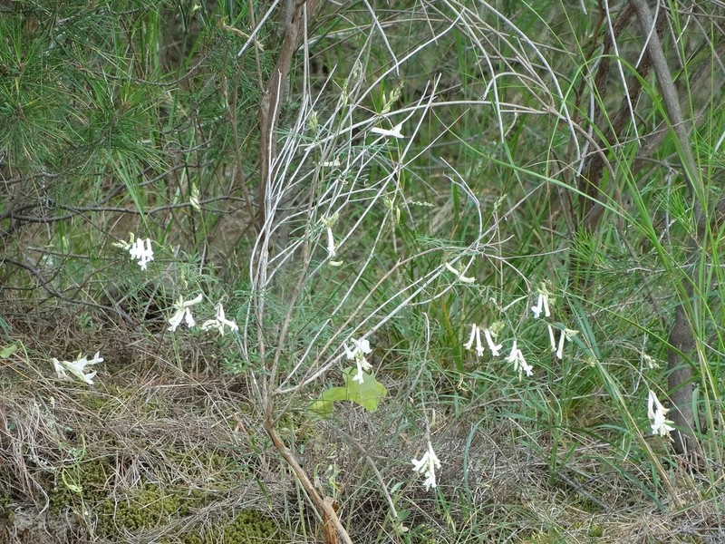 Astragalus gladiatus photo 3