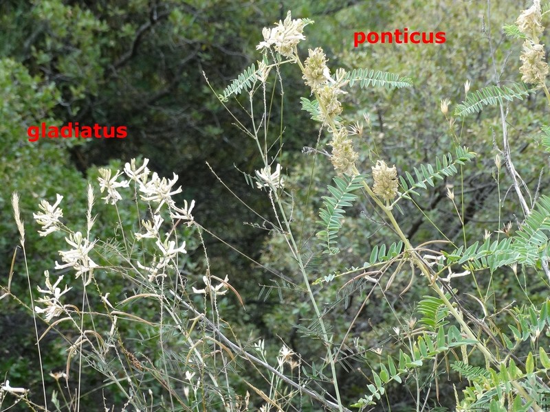 Astragalus gladiatus photo 4