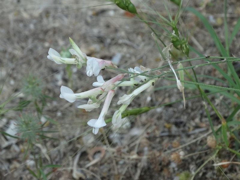 Astragalus gladiatus photo 5