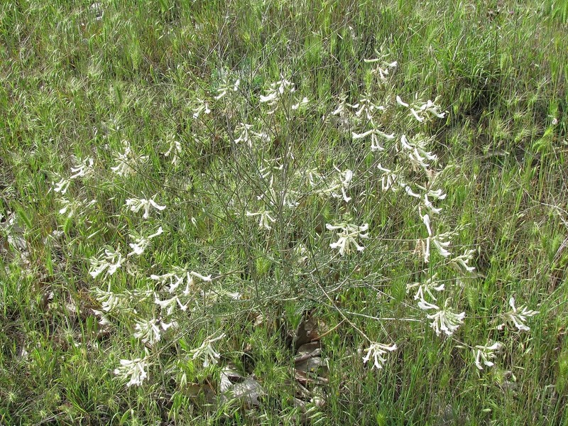 Astragalus gladiatus photo 6