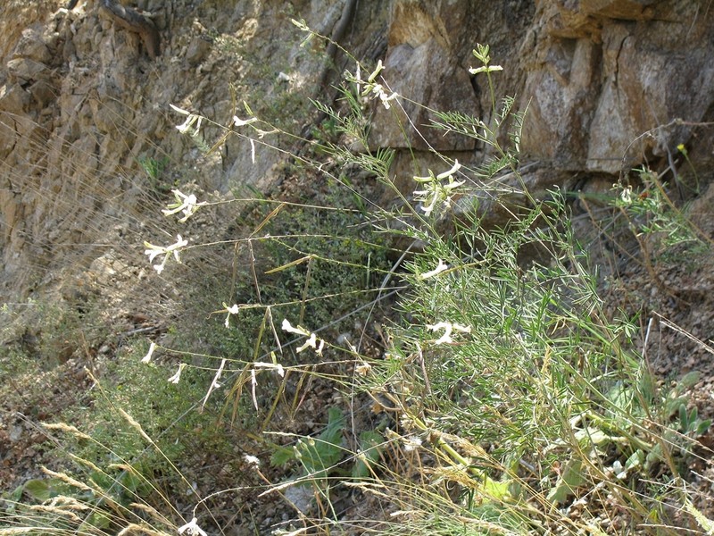 Astragalus gladiatus photo 7