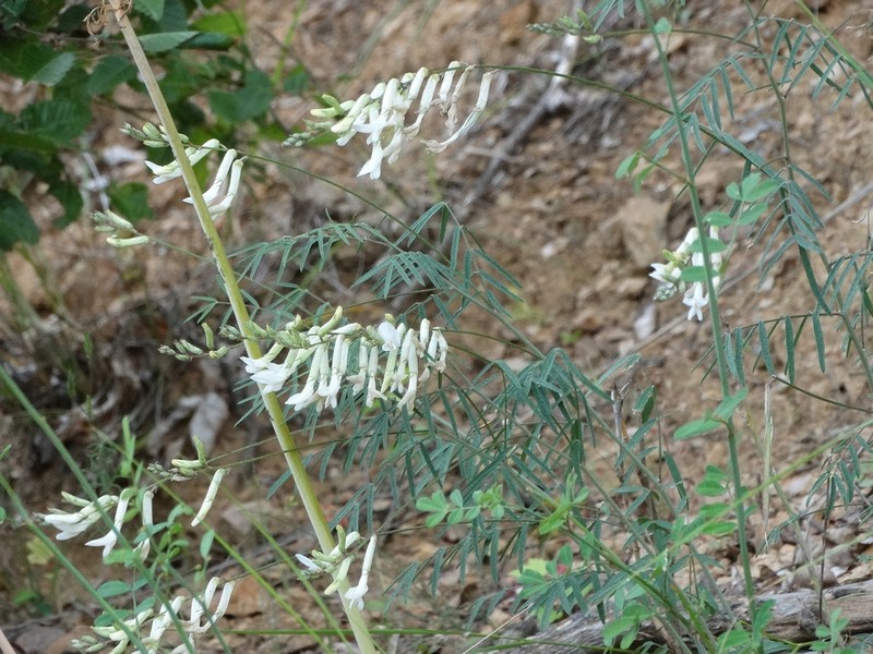 Astragalus gladiatus photo 8