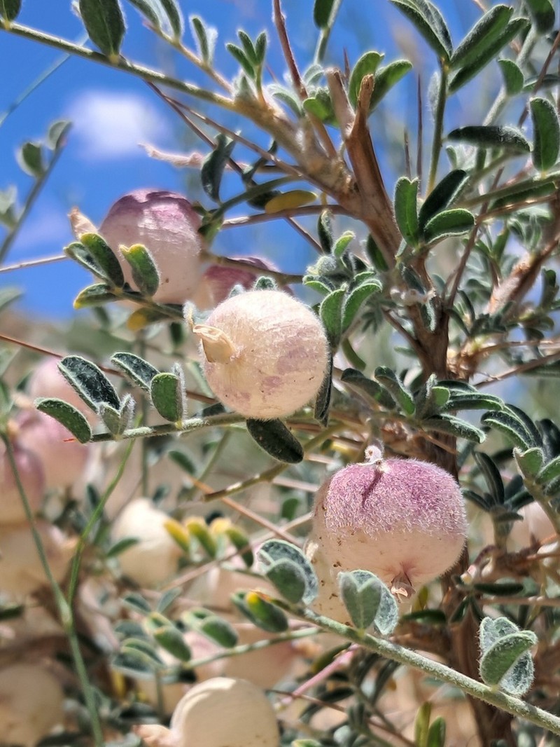 Astragalus glaucacanthos