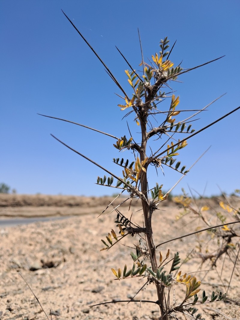 Astragalus glaucacanthos photo 2