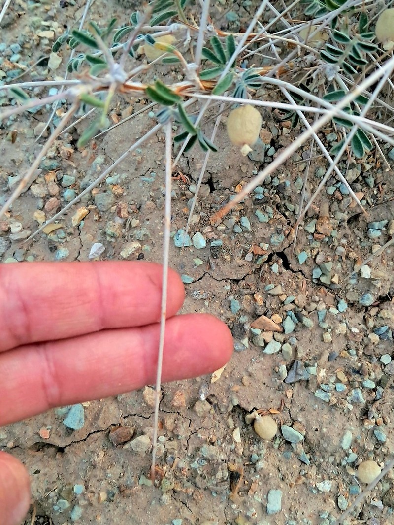 Astragalus glaucacanthos photo 3