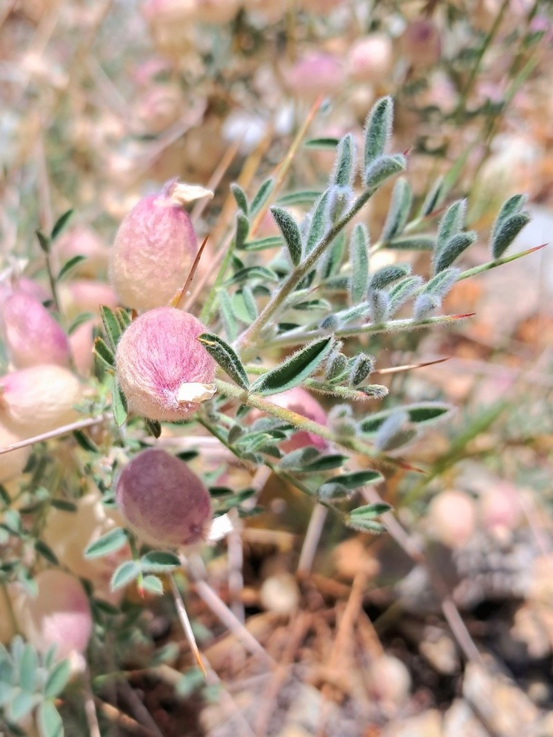Astragalus glaucacanthos photo 4