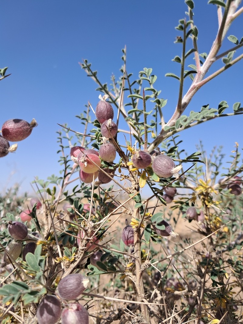 Astragalus glaucacanthos photo 5